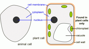 cell